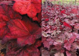Heuchera x hybrida Autumn Leaves / Bordóspiros tűzeső